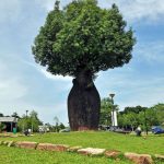From Australian Flora to Community Hub: What Yishun Lost When the Park Closed